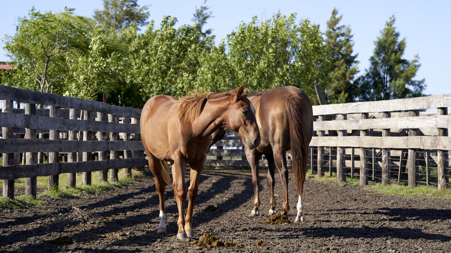 Horses walking around in the corral of a small ranch