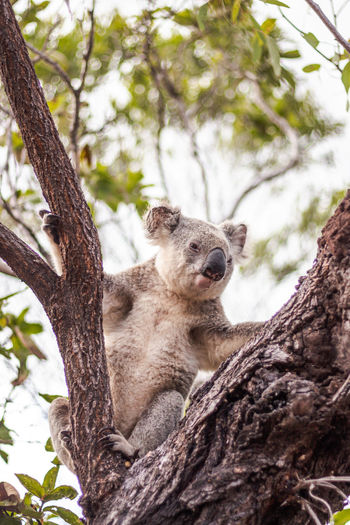 Low angle view of a koala on tree