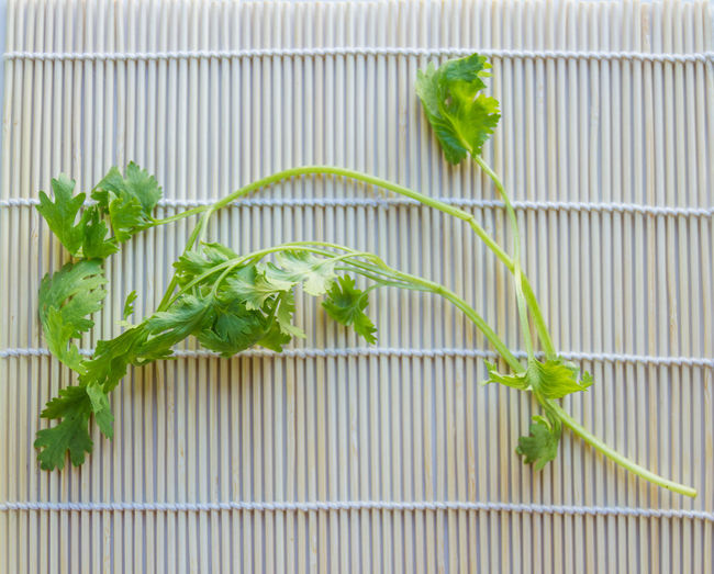 Close-up of cilantro on table