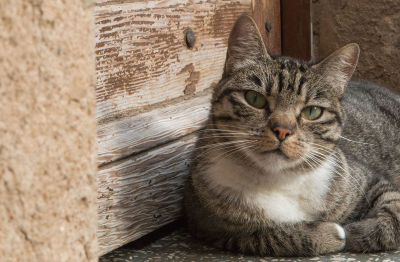 Close-up portrait of cat relaxing by door