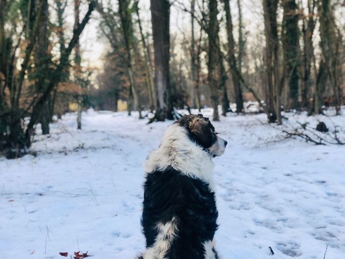 Big dog in the middle of the forest in winter
