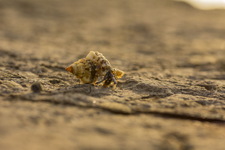 Close-up of crab on rock