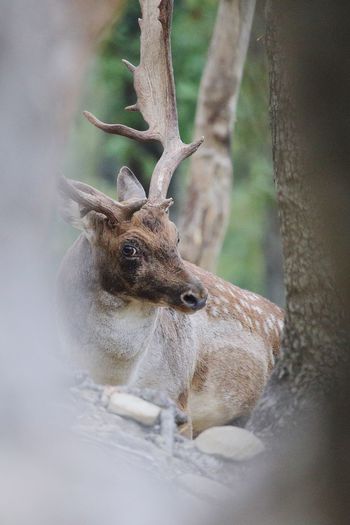 Deer resting amidst trees in forest