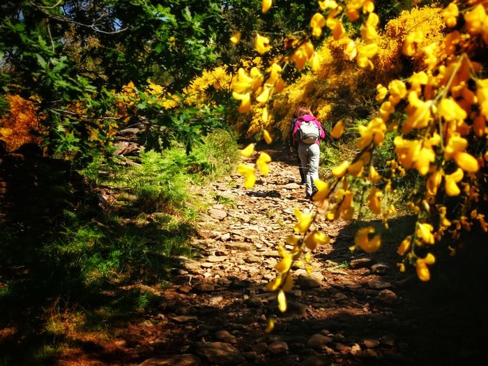 Person walking on footpath in forest