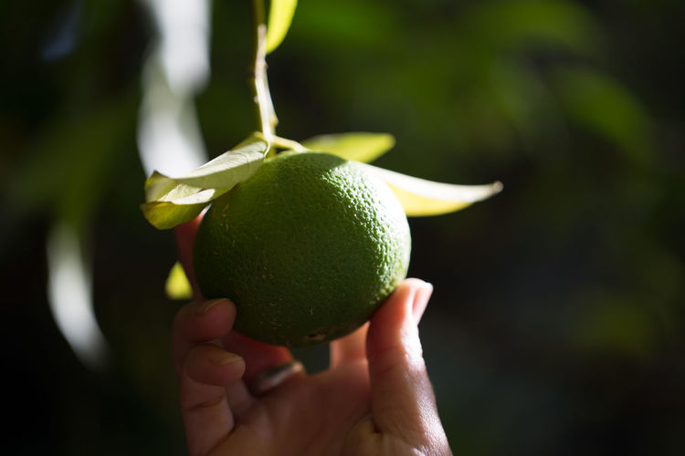Close-up of hand holding a lime
