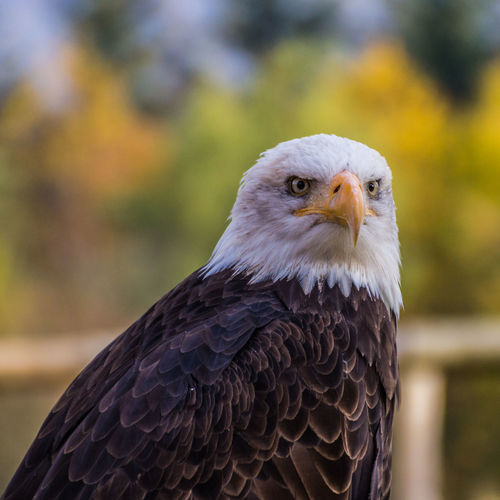 Close-up of eagle against blurred background