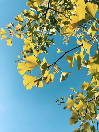 Low angle view of tree against clear blue sky