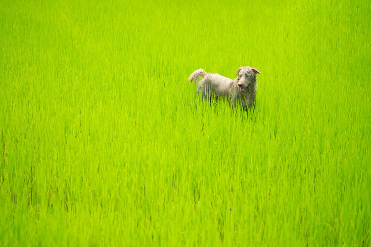 View of a dog on grassy field