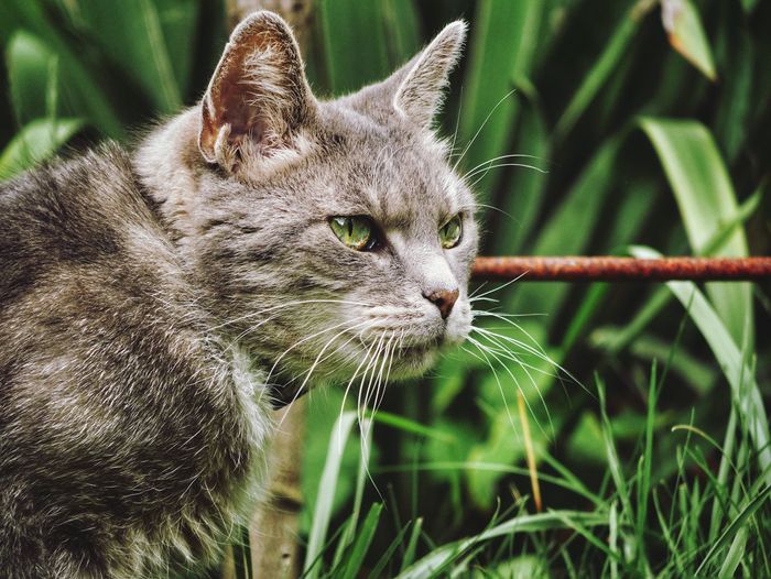 Close-up of a cat looking away