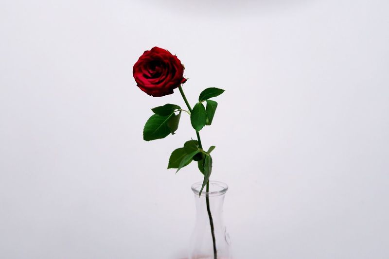 Red rose plant against white background