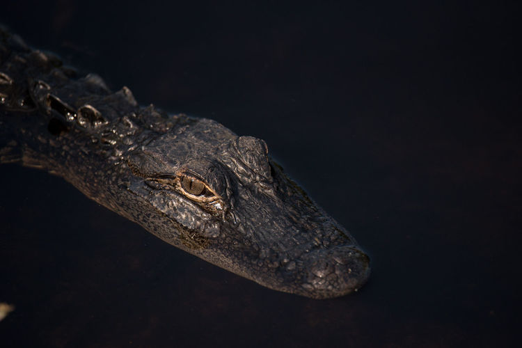 High angle view of crocodile in water