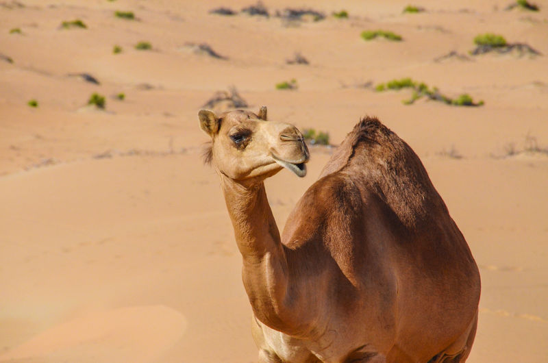 Close up of a wild camel in the desert. no people. no trees. only sand under the sun light.