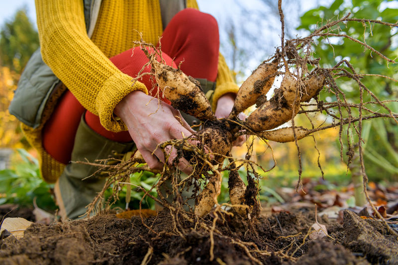 Woman digging up dahlia plant tubers, cleaning and preparing them for winter storage.
