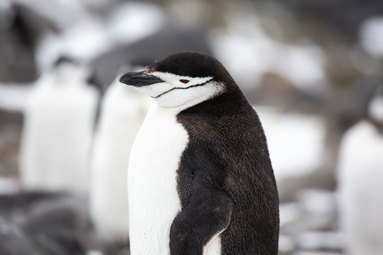 Close-up of chinstrap penguin isolated in group of another chinstraps.