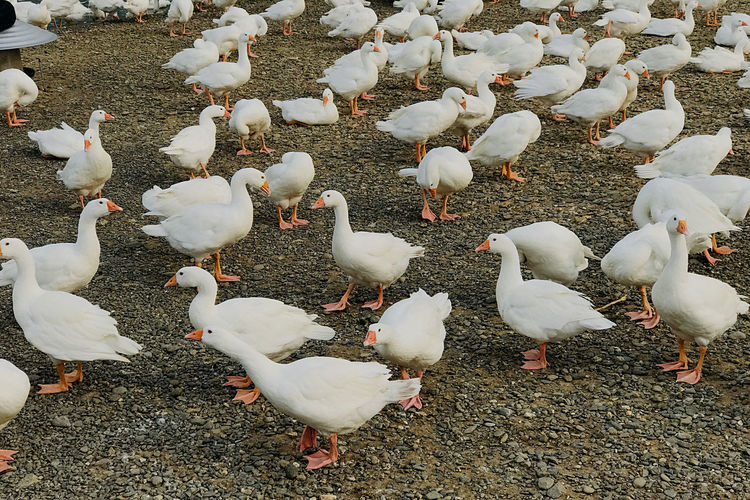 High angle view of seagulls perching on land