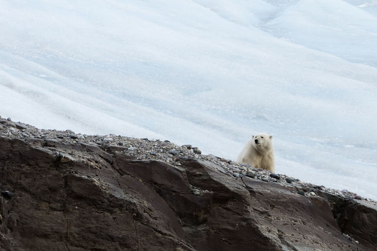 Polar bear on mountain 