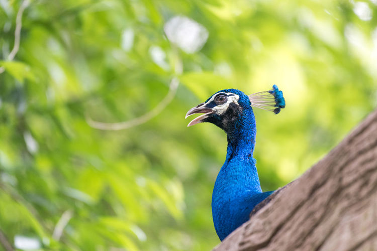 The indian peafowl, also known as the common peafowl, and blue peafowl, 