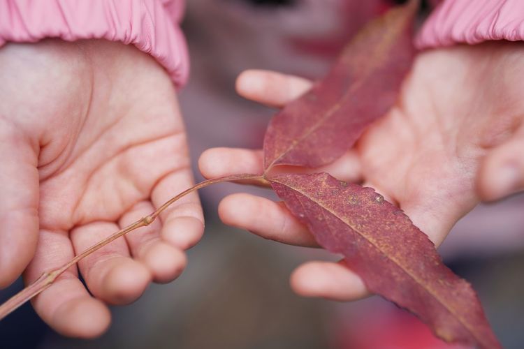 Close-up of baby holding hands