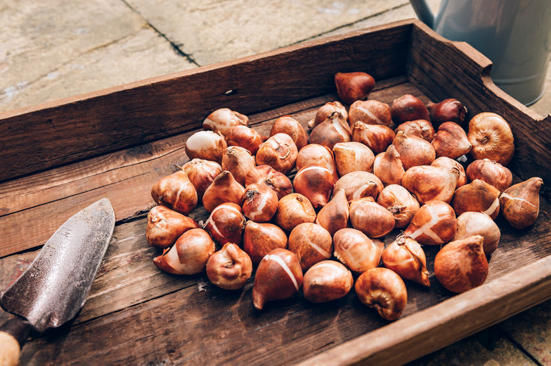 Tulip bulbs in wooden box, bulbs to be planted during autumn, home gardening as digital detox