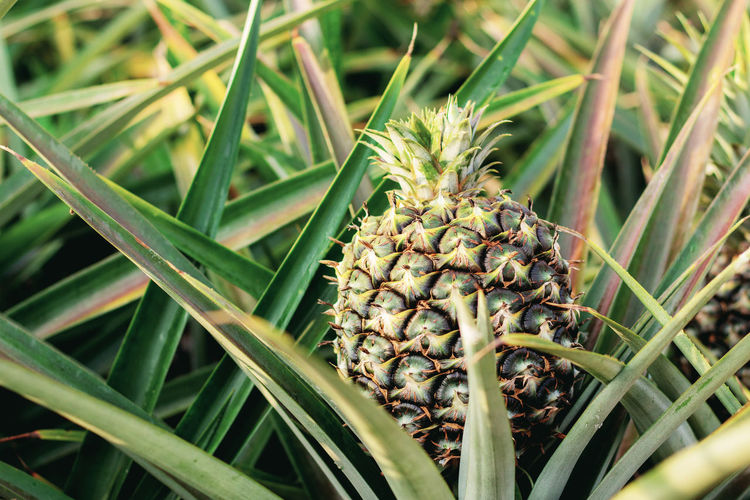Close-up of pineapple growing on field