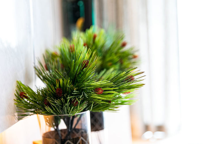 Potted plant on table
