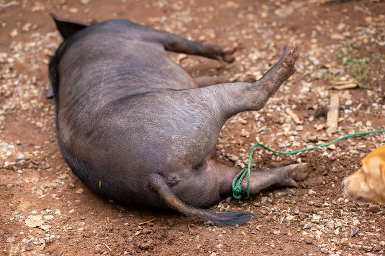 Close-up of animal lying on field