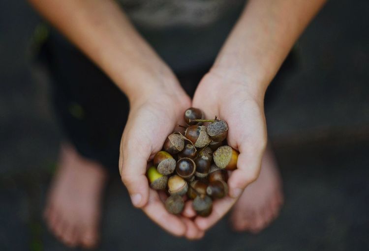Cropped image of hand holding acorns