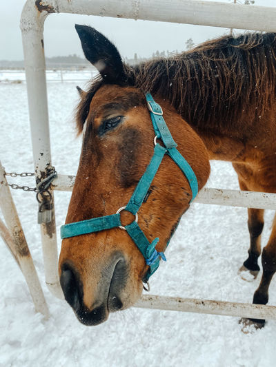 Close-up of horse