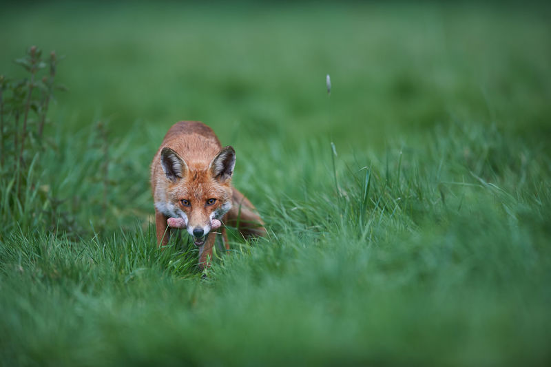 Portrait of red fox carrying meat in mouth while standing on grassy field