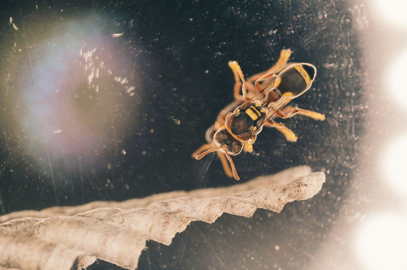 Close-up of wasp on mirror