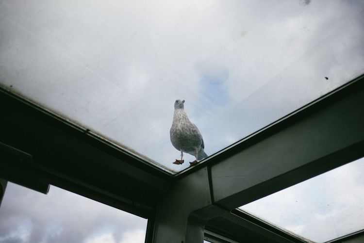 Low angle view of pigeon perching on metal against sky