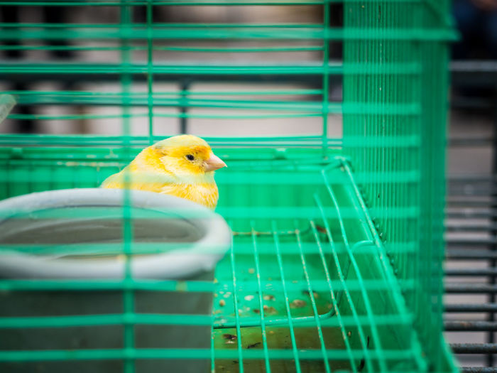 Close-up of parrot in cage