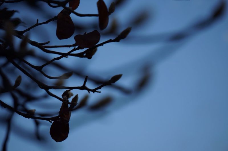 Low angle view of branches against blurred background