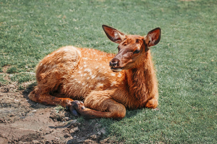 Cute young fallow deer calf fawn lying on grass ground at summer day outdoor. herd animal dama dama 