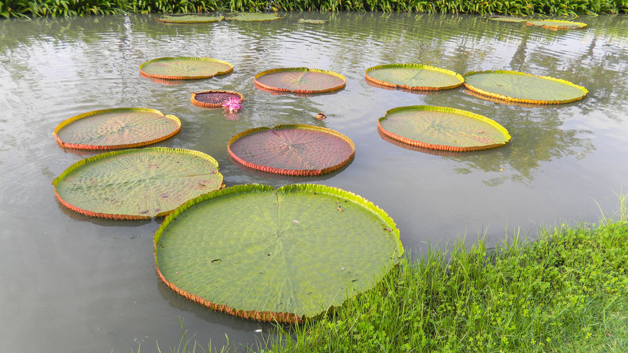 High angle view of lotus leaves floating on water