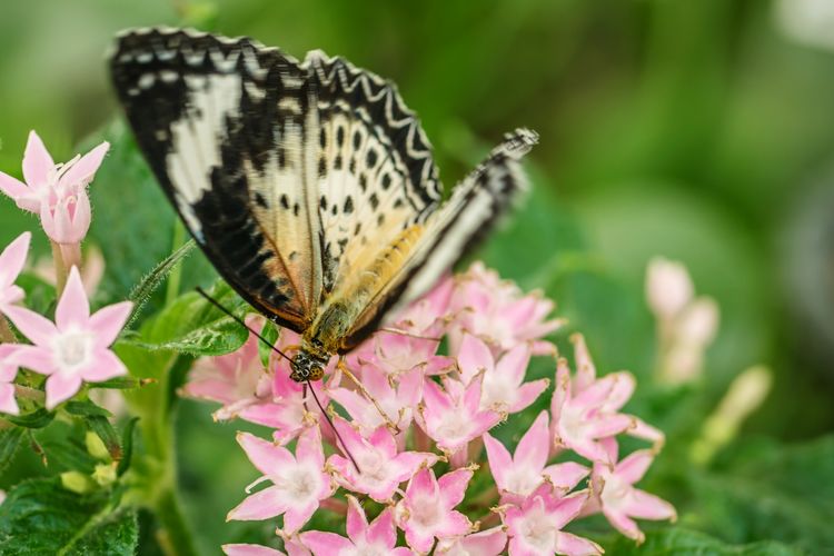 Close-up of butterfly on pink flowers