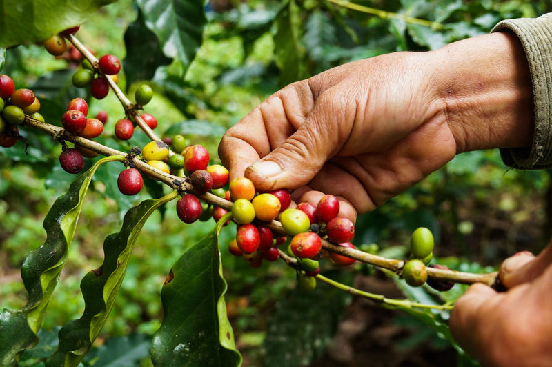 Close-up of hand holding coffee beans growing on tree