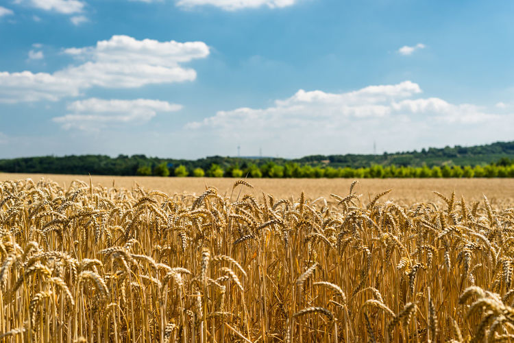 Scenic view of wheat field against sky during sunny day