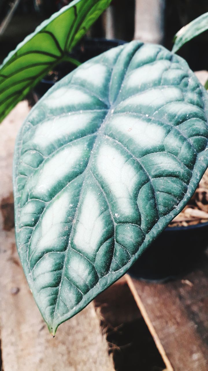 HIGH ANGLE VIEW OF A LEAF