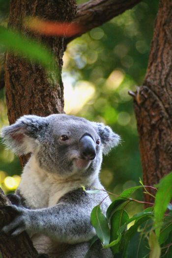 Close-up of a koala on tree trunk