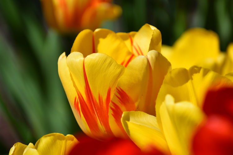 Close-up of yellow tulips in park