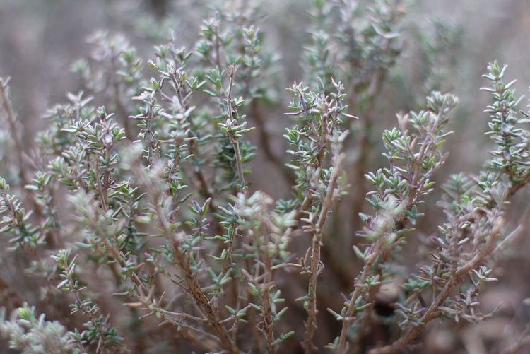 Close-up of thyme