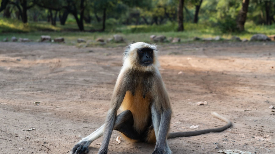 Monkey sitting on a land