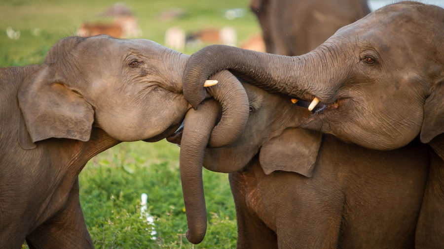 Close-up of elephant