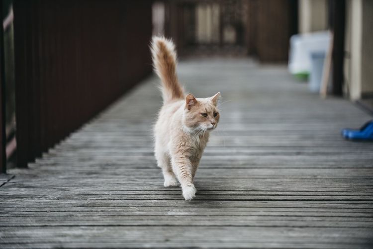 Cat walking on floorboard