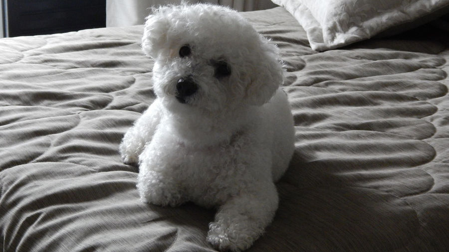 Bichon frise resting on bed at home