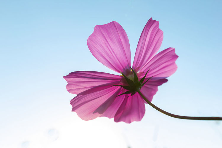 Low angle view of pink cosmos flower against sky