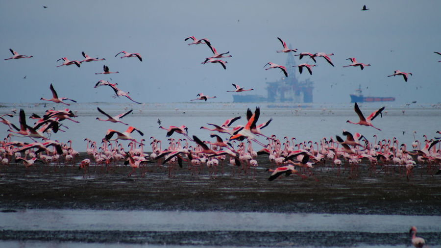 Flamingoes flying at beach against sky during sunset