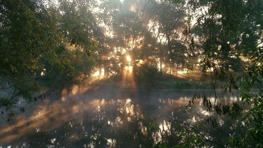 Reflection of trees in water