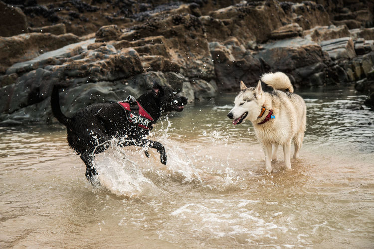 Two dogs playing in water